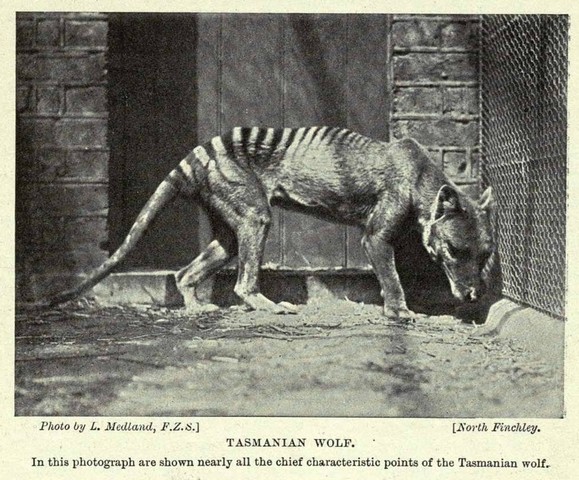 последний тасманийский тигр последний тасманийский тигр