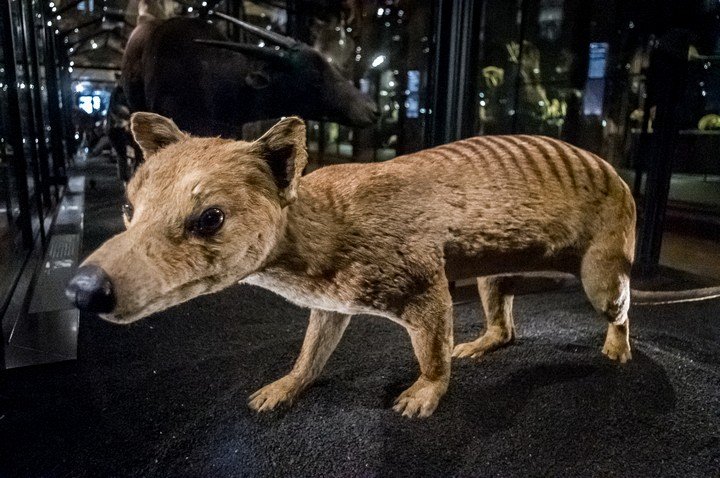 тилацин тилацин