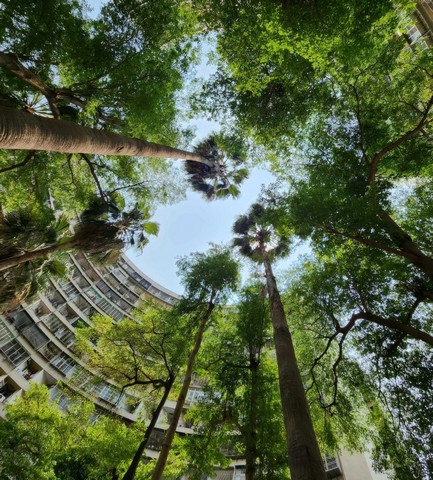 вид гоминьцунь