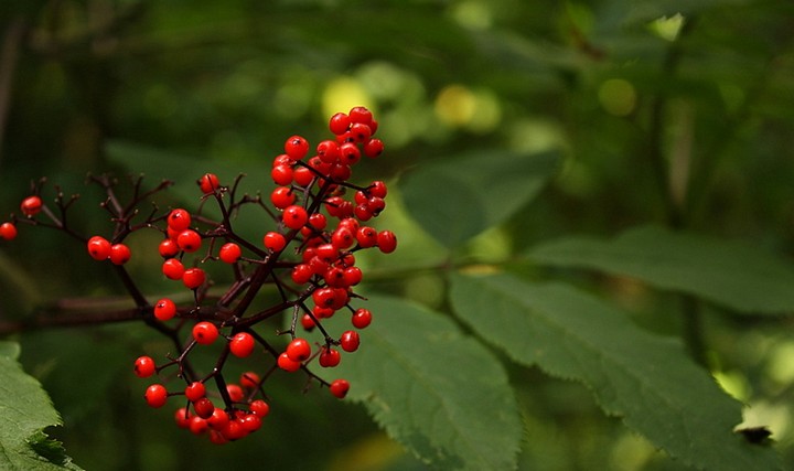 красная бузина