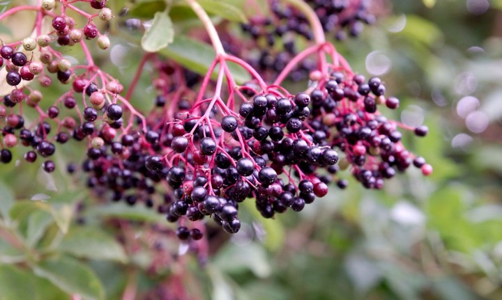 свойства ягод