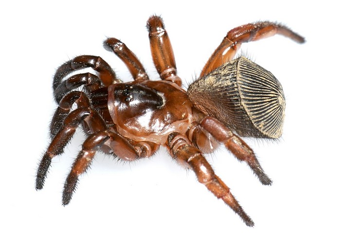 паук-люк паук-люк