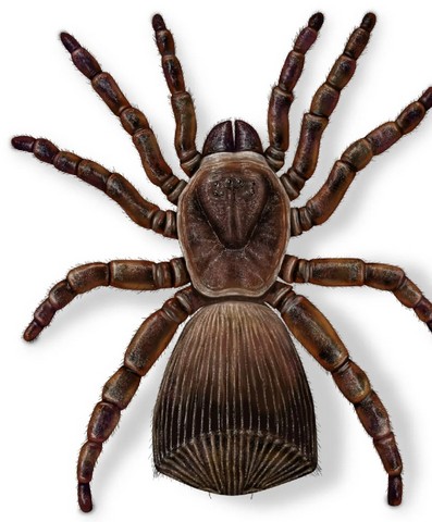 паук-люк паук-люк