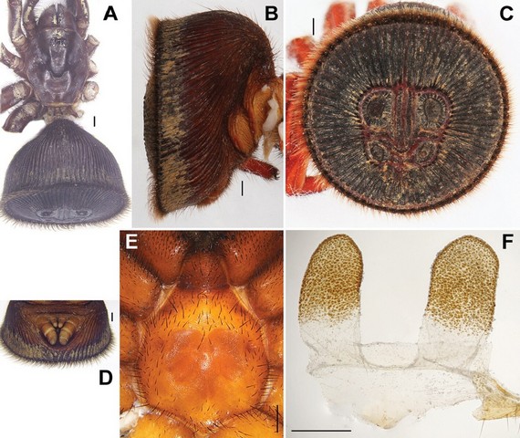 печать паука