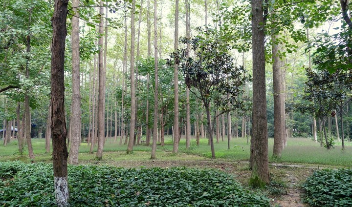 китай высадил леса китай высадил леса