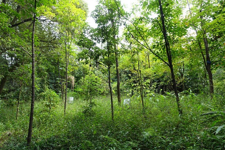 китай высадил деревья китай высадил деревья