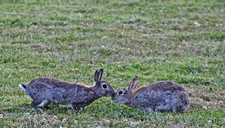 дикие кролики австралии