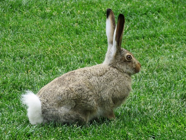 дикий кроль