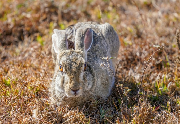 можно ли есть дикого кролика