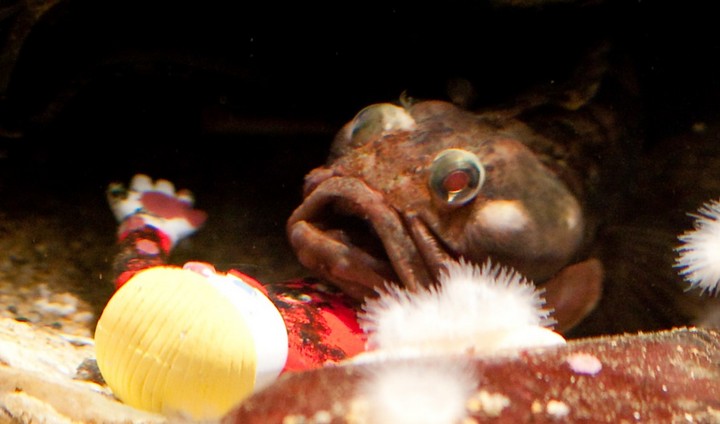 необычный хищник необычный хищник