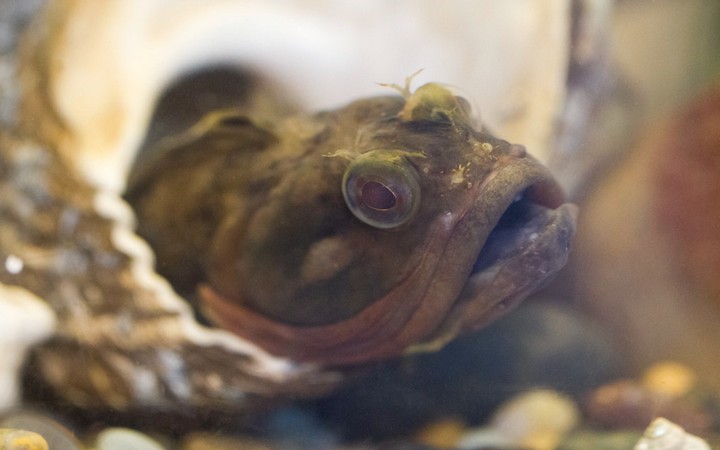 щучья собачка