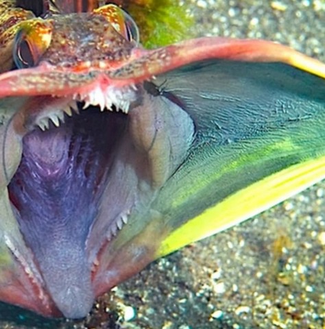 жутковатый хищник жутковатый хищник