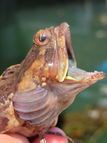 морская собачка морская собачка