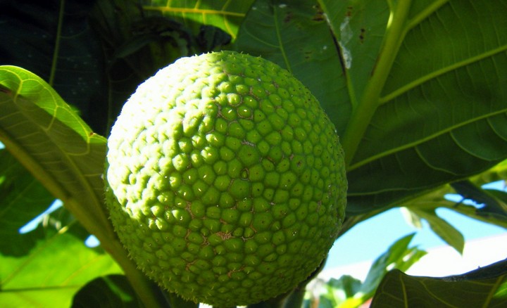 хлебный фрукт хлебный фрукт