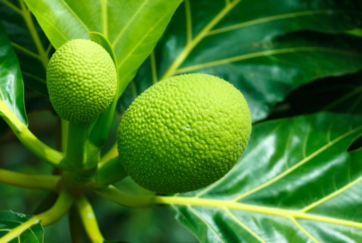 завязь фруктов завязь фруктов