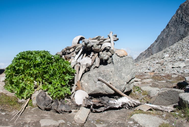 скелеты и останки