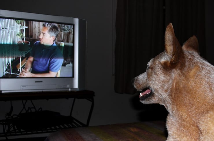собака смотрит телевизор