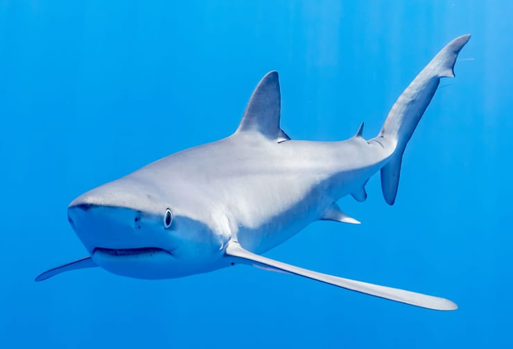 синяя акула