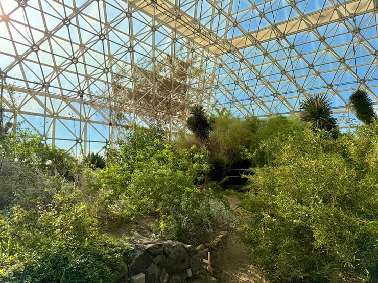 растения внутри