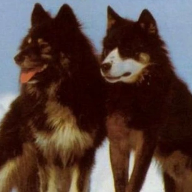 историческое фото собак