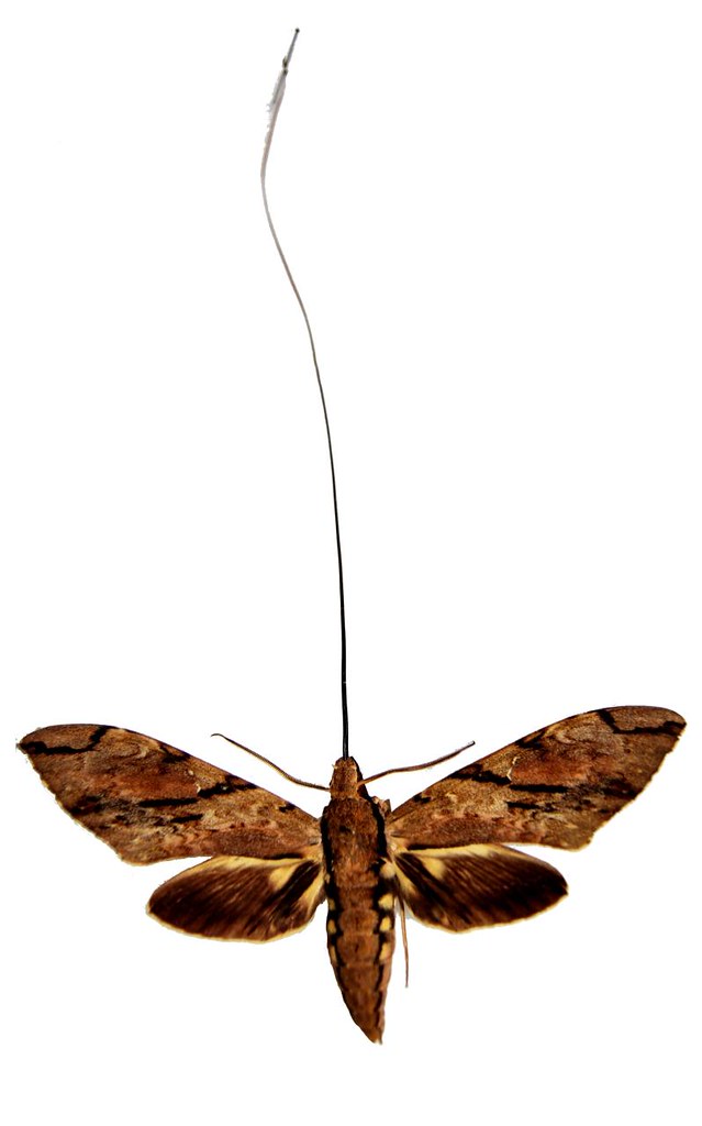 мадагаскарская бражница