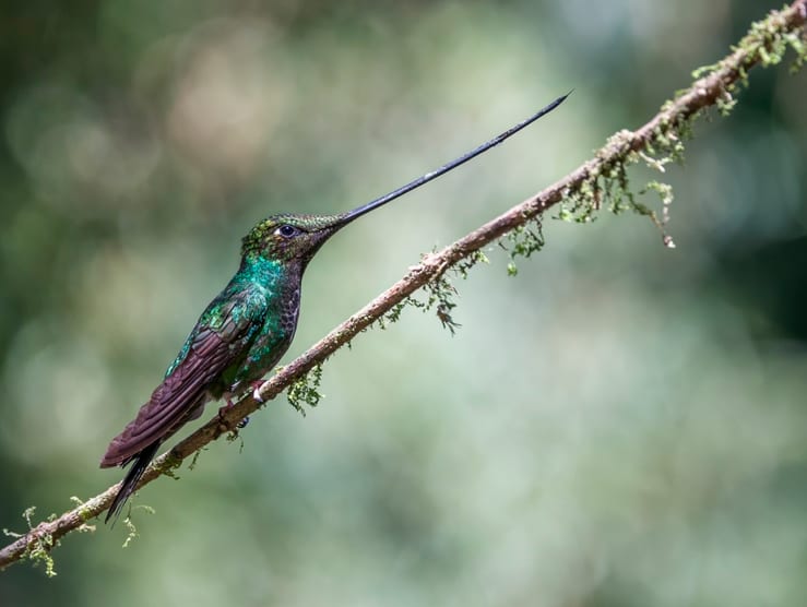 птица с необычными пропорциями