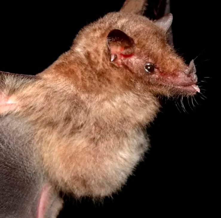 нектарная летучая мышь