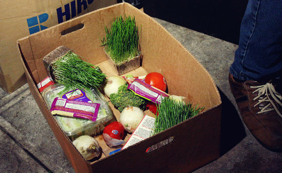 фриганы фриганы