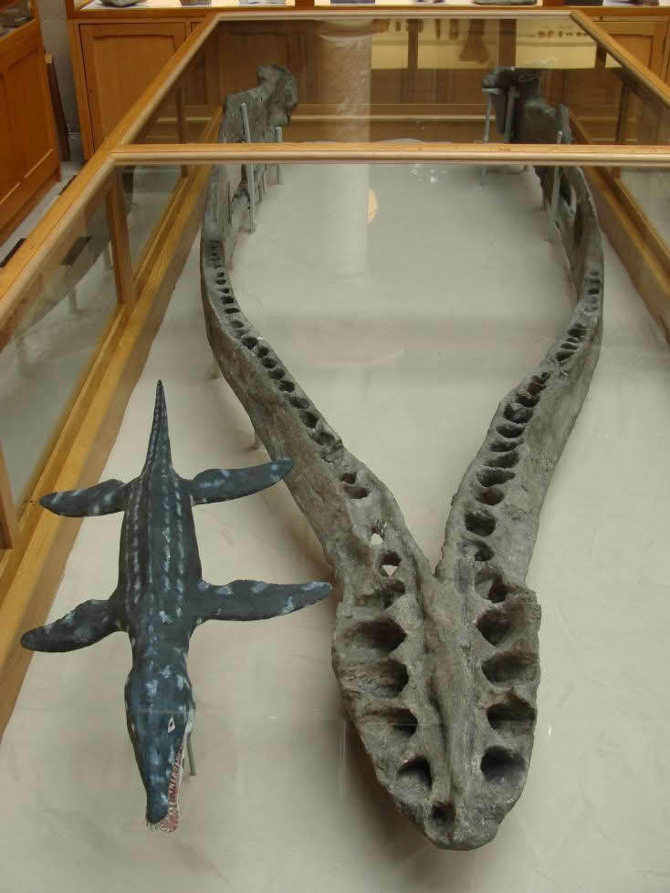 Плиозавр функеи