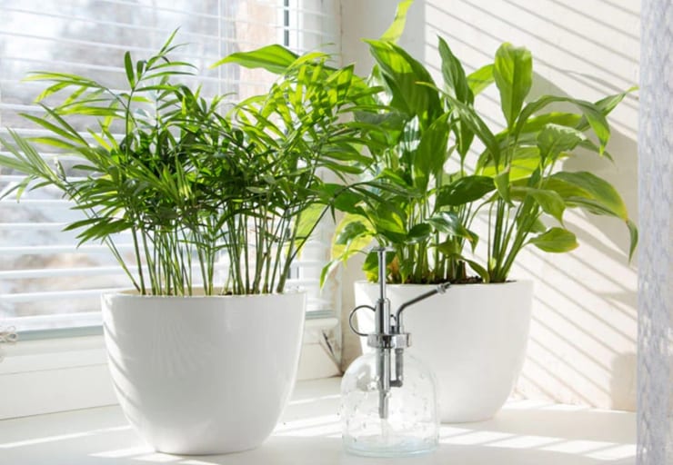 комнатное растение