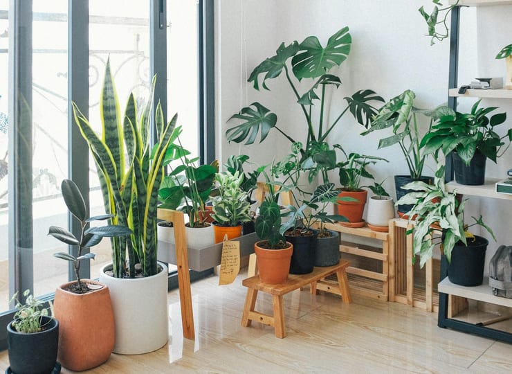 растения в комнате могут чистить воздух?