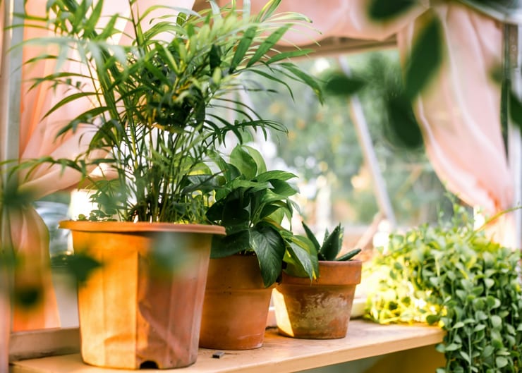 фотосинтез растений в комнате