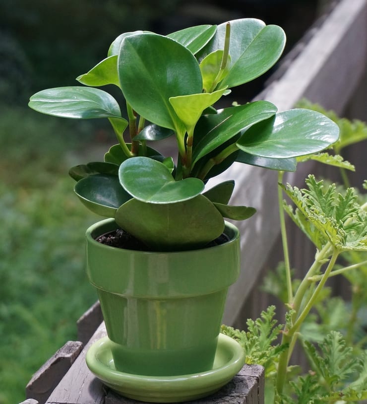 растение чистит воздух