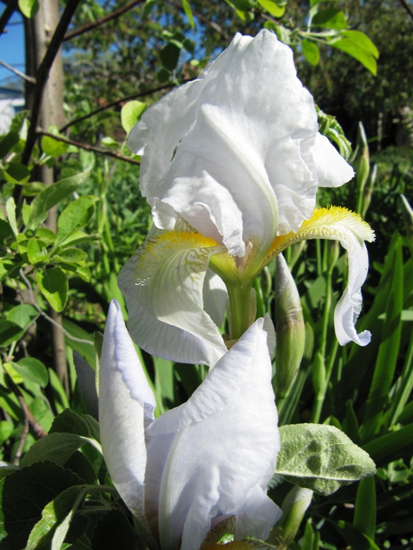 букет настроения