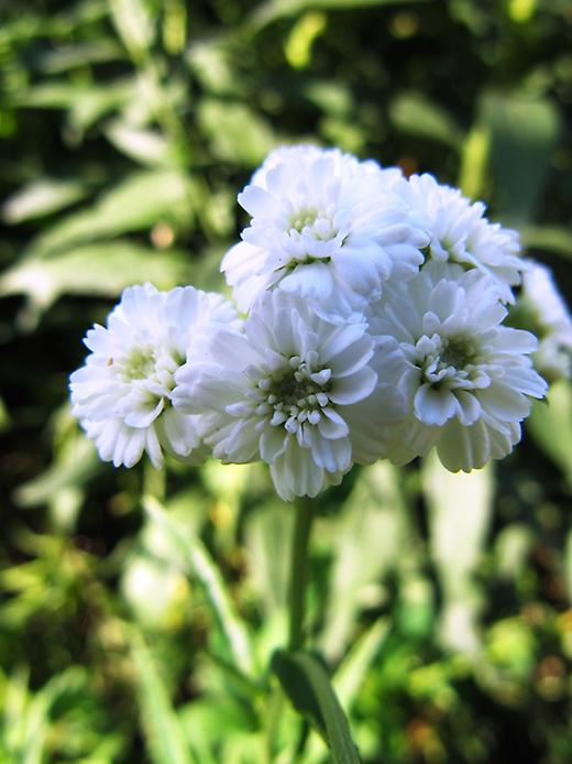 как выбирать цветы