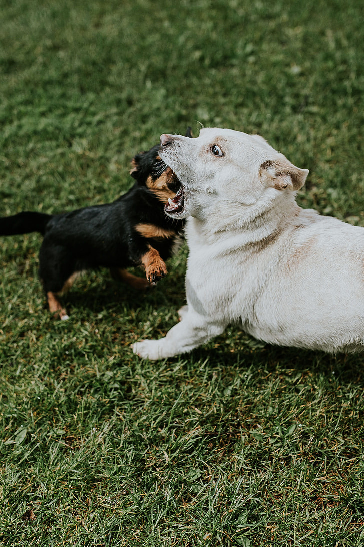 существует ли язык собак