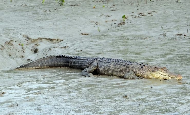 крокодил в воде