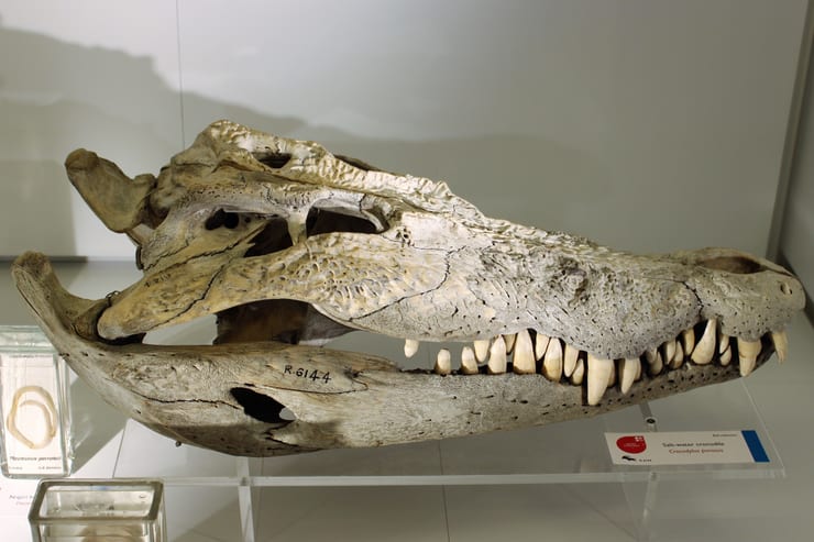 череп крокодила