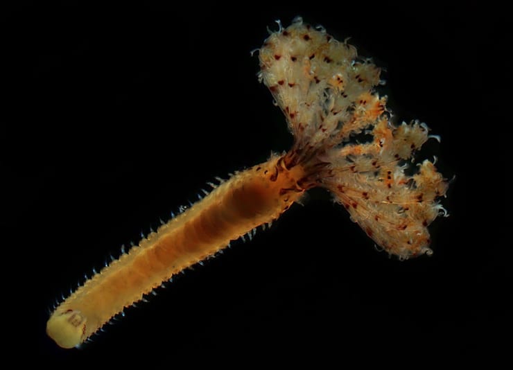 морские аннелиды