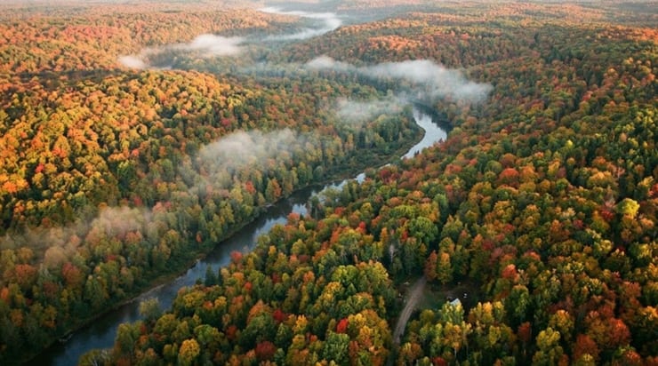 лес как механизм