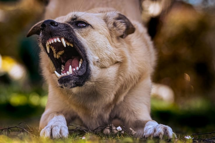 агрессивный пес