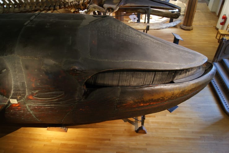 мальмский кит в музее