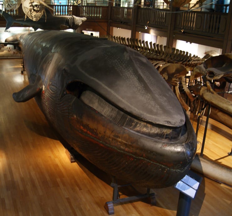 мальмский кит