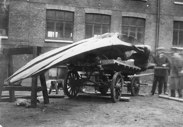 части кита доставляют в музей