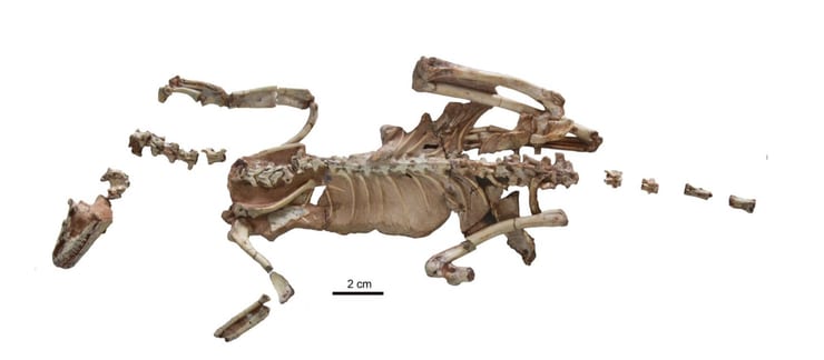 найденные останки