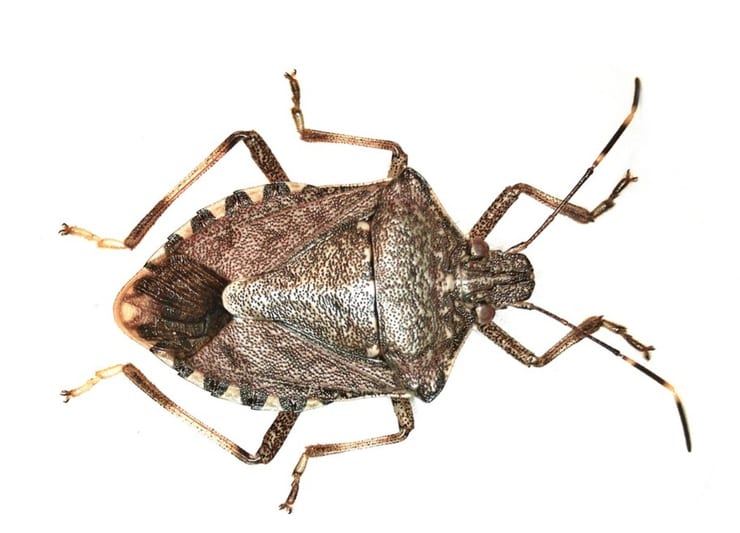 жук-вонючка