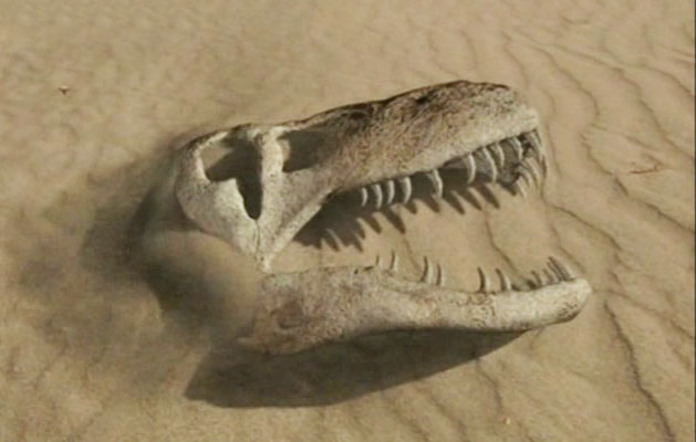 череп тиранозавра рекс в музее