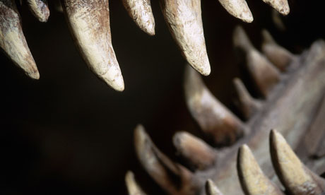 зубы тиранозавра рекс крупным планом