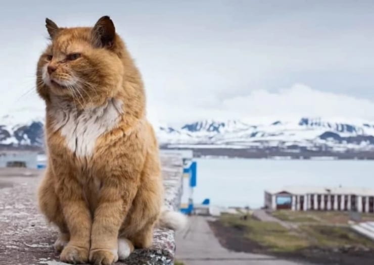 кот кеша со шпицбегена