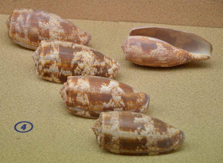 раковины конусной улитки